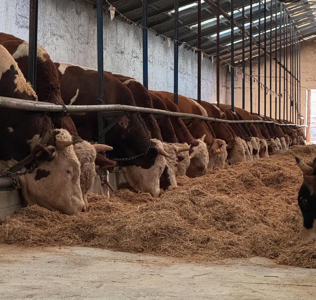 Gündüzler Besi Çiftliği